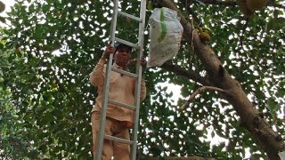 KECUH DI KEBUN AKI NANGKA // TULONG AKI NANGKA SARUNG BUAH NANGKA SEBELUM BALIK KE SARAWAK//