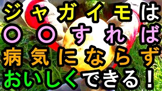 ジャガイモは○○すれば病気にならず美味しくできる！　無農薬野菜　３３年目の自然農法