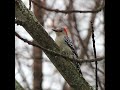 Red-bellied Woodpecker In A Tree - A Bird Sitting In A Tree - #shorts