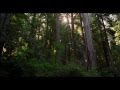 REDWOOD NATIONAL PARK IN 4K (Ultra HD)