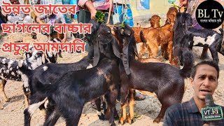 ৩২৬পর্ব উন্নত জাতের ছাগলের বাচ্চা প্রচুর আমদানি। বোয়ালিয়া পশুর হাট