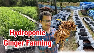 Hydroponic Vertical Ginger Farming, Cocopeat Media Preparation #hydroponics #aquaponic