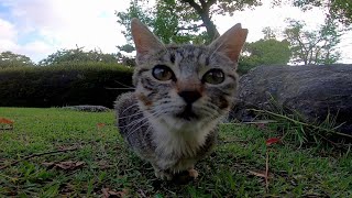 公園のキジトラ子猫をナデナデしてきた。