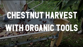 Harvest chestnuts twice as fast as manual