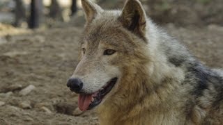 シンリンオオカミ ジェイに特別給餌~Today is a birthday of \