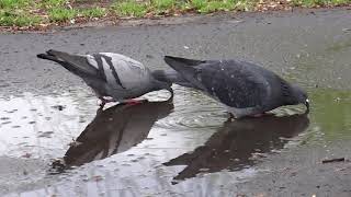 Feral pigeons/City doves (Gołębie miejskie)