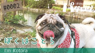 【パグ Pug】小虎の朝散歩 / ぼくの名前は小虎 今日はいつもの散歩コースを案内するよ [パグログ-0002]