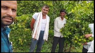 karyon#9689882652#organic #farming#agriculture #शेतकरी #mosambi#