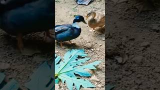 നിൻ്റെ വീട് എവിടെ #duck#ducks#youtubeshorts #trending#shorts #viralvideos #funny #subscribe