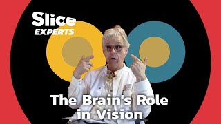 How Does Our Brain Process Visual Information ? | SLICE EXPERTS