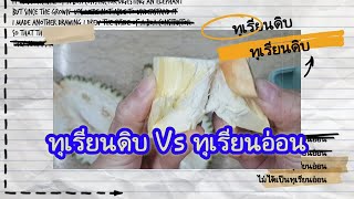 ทุเรียนดิบ VS ทุเรียนอ่อน