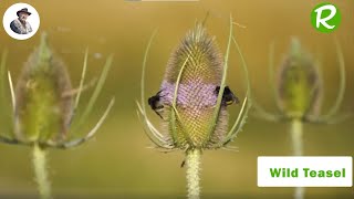 Wild Teasel, the Bird's Watering Hole in the Garden