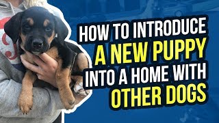 HOW TO INTRODUCE A NEW PUPPY INTO A HOME WITH OTHER DOGS
