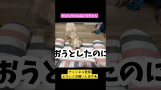 0歳4ヶ月のマルプーくんにおもちゃを購入したよ★#かのんちゃんいろちゃん #shorts #マルプー #犬のいる暮らし #いぬのいる生活 #日常 #購入品紹介