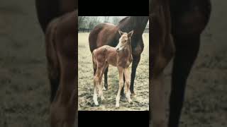 Famous horses when they were foals 🥺 #legends #besthorses #memories #sad