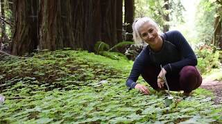 Get to Know Your Redwood Forest: Redwood Sorrel