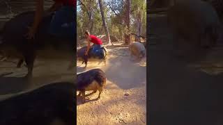 Man Jumps on Pig’s Back and Rides It as It Tries to Shake Him