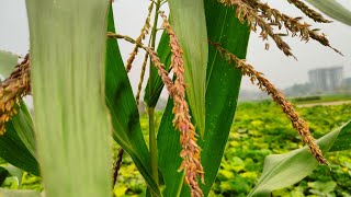 Cornflowers 🌽 ভুট্টা গাছের ফুল।