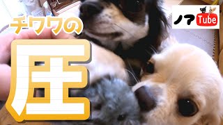 久しぶりに会った最愛の友人に最大級の「圧」で歓迎するチワワ／チワワのノアtube #223