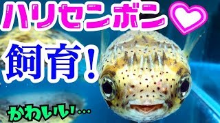 捕獲したハリセンボンを飼育！可愛すぎ注意