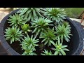 PLANTING ASIATIC LILIES / How to grow and care for asiatic lilies