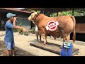 MAS JUN DAN 4 SAPI JUMBO LAIN TERJUAL UNTUK QURBAN - Sapi 1 Ton