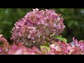 アジサイの花　「ガク」と「真花」 於 若宮八幡神社