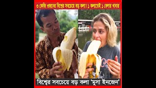 বিশ্বের সবচেয়ে বড় কলা ‘মুসা ইনজেন’ | Banana | World's largest banana species Musa Ingens - 2023