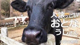 人懐っこいおとなうしさん【六甲山牧場】ごあいさつしに来てくれる可愛いおとなのうしさんたち