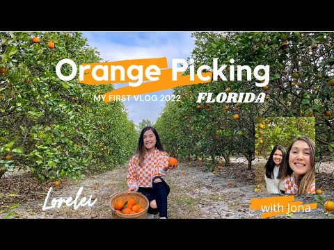 Orange Picking Vlog Orange Farm Florida Youtube
