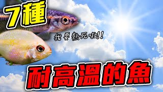 夏天養魚怎麼樣都養不活？7種32度也能養的魚！ 7 Kind Fishes! You can use Harmful and Hot water Keeping it｜AC草影水族