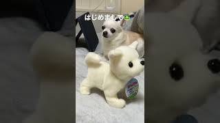 新しい家族が増えましたチワワ犬🐸（クリスマスプレゼント）