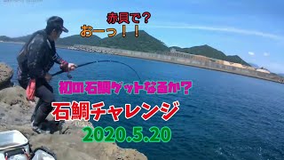 【宮崎県 日南市 油津 石鯛釣り】デカバンは出るか？ #ムラハエ２番