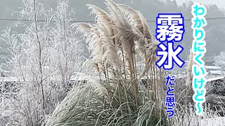 まるおの母　まるこの宿根草と低木の庭　2025 01 12 これが「霧氷」なのか⁉️いつもと違う景色。腹ペコ　ジョウビタキのチッチ。今日も、野鳥の観察日和。珍しい鳥は来なかったけど😰