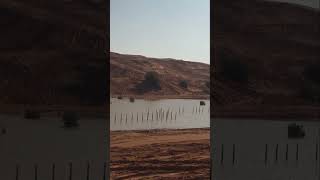 Natural Lake in the Middle of the Desert #lake #desert #sahara #saudiarabia #viral #shorts