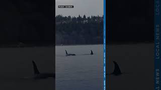 Orca whale Tahlequah once again carries her dead calf in Puget Sound