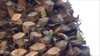 Rose-faced lovebirds in Phoenix