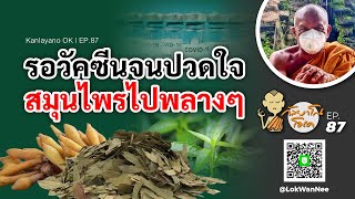 กัลยาโณโอเค | Kanlayano OK | EP.87 |  รอวัคซีนจนปวดใจ สมุนไพรไปพลางๆ