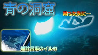 【離島秘境】青の洞窟では野生イルカが目の前！加計呂麻島シュノーケリングがアツい！【奄美大島】