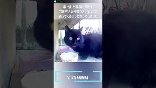 知り合いの家出した黒猫と思ってたら別の子だった　black cat came　黑貓來了　(地域猫・ stray cat・流浪貓・流浪猫、short)