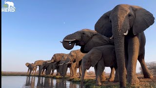 Walks \u0026 Waterholes! Join Khanyisa \u0026 the Elephants on a Morning Adventure