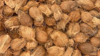 Karnataka semi husk coconut 9686563236