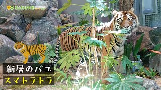 【東山動植物園公式】新居のバユ《 スマトラトラ　トラ 》