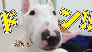 アップでてるお 🐶ひみつきちなう！🐶 (ミニチュアブルテリア) 2019年7月2日