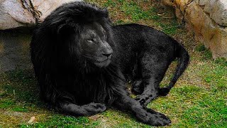 9 Zeldzaamste Leeuwen ter Wereld