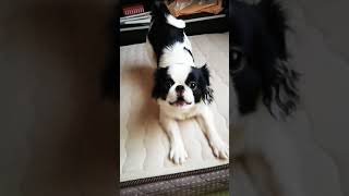 ハッスルする狆・だいこく。Peppy japanese chin