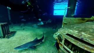 uShaka Marine Lagoon tank dive