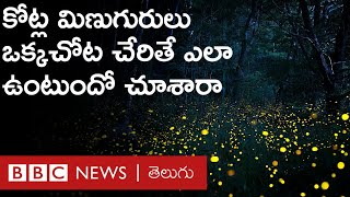 Fire Flies: వేసవిలో కోట్లాదిగా వచ్చే మిణుగురుల్ని చూసేందుకు చీకట్లో వెయిట్ చేస్తారు | BBC Telugu