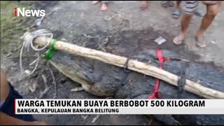 Penemuan Bangkai Buaya Berbobot 500 Kg di Bangka - iNews Malam 06/08