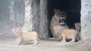 避難先で出会い、三つ子の赤ちゃん